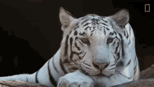 Tiger White Tiger GIF - Tiger White Tiger White GIFs