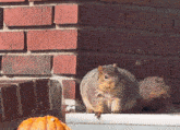 Fat Squirrel GIF - Fat Squirrel Squirrel GIFs
