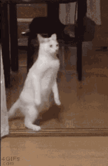 Paulocasseb Looking For Food GIF