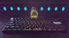 keyboard ducky