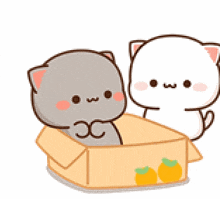 two cats are sitting in a cardboard box with oranges on it .