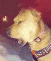 a dog wearing a pink collar is yawning .