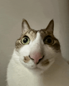 a close up of a cat 's face looking at the camera