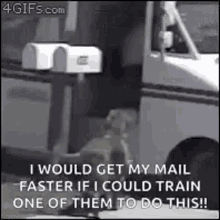 Mail Delivery Dog GIF