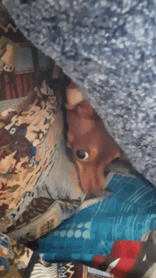 Toy Terrier Dog GIF - Toy Terrier Dog Hides GIFs