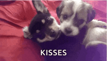 Dog Kiss GIF - Dog Kiss Love GIFs