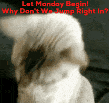 It'S Monday And I Am Here Good Morning GIF - It'S Monday And I Am Here Good Morning Moday Blues GIFs