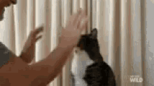 Cat Dance GIF - Cat Dance Paw GIFs