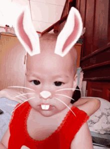 Baby Rabbit GIF