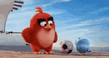 Angry Bird GIF - Angry Bird Kick GIFs