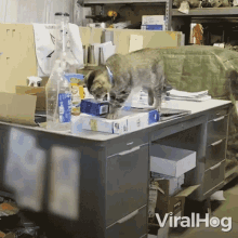 Cat Pushing Something Off Desk Viralhog GIF