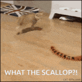 What The Scallop Cat GIF