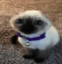 Cat Low Quality GIF - Cat Low Quality Low Resolution GIFs