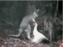 Funny Animals Kangaroo GIF - Funny Animals Kangaroo Kick GIFs