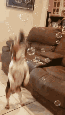 Perro Beagle GIF - Perro Beagle Bubbles GIFs
