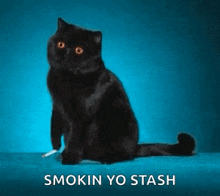 Zia Cat Smoking GIF - Zia Cat Smoking Cat On Break GIFs