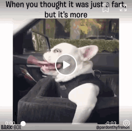dog farts with captions