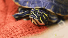 Staring A Turtle With Shell Rot GIF