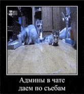 a picture of two cats laying on a wooden floor with the caption admins in chate