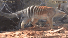 Numbat Whoops GIF - Numbat Whoops Stumble GIFs