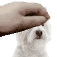Westie Pet Gif Pet Sticker - Westie Pet Westie Pet Stickers
