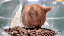 кот смешной кот GIF - кот смешной кот кот ест корм GIFs