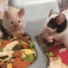 Cute Mice Mouse GIF - Cute Mice Mouse Eating GIFs