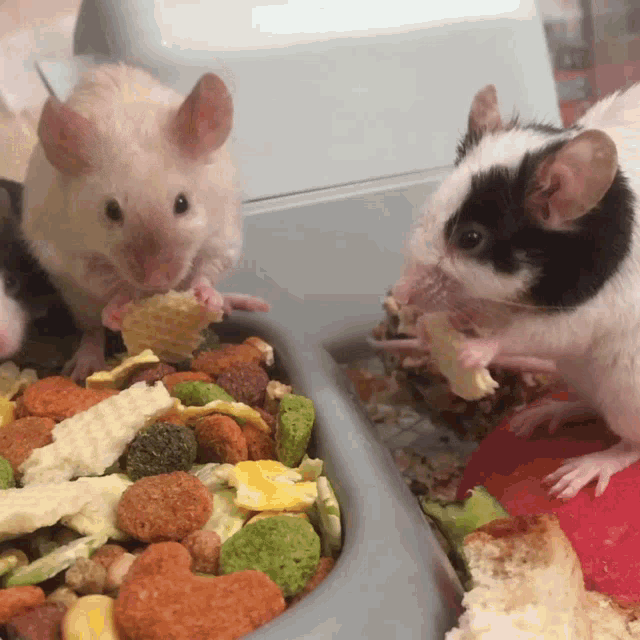 mouse eating cheese gif