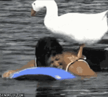 goose surfing lady
