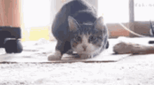 Cat Wiggle GIF - Cat Wiggle Wiggling GIFs