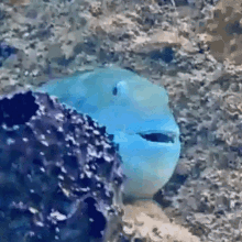 Ramon Parrotfish GIF - Ramon Parrotfish Yellowtail Parrotfish GIFs