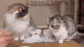 two cats are standing next to each other on a table looking at each other .