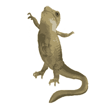 salamander grotesque