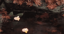 Flame Pond GIF - Flame Pond Leaves GIFs