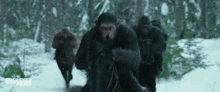 a group of chimpanzees are riding horses through the snow .