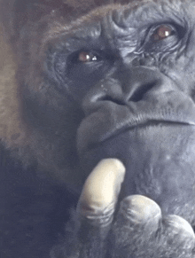 a close up of a gorilla 's face with a finger on its chin