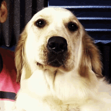 Wink Funny Animals GIF - Wink Funny Animals Dogs GIFs