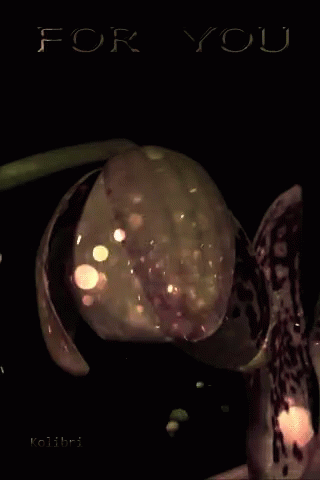 sparkling-orchid.gif