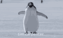 Tim Carpenter Final Destination GIF - Tim Carpenter Final Destination Penguin GIFs