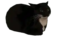 a black and white cat looks at the camera with a white background