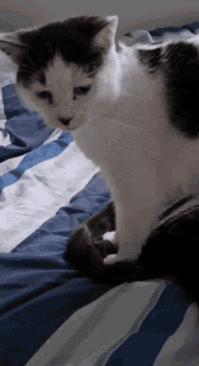 Cat Bread Cat GIF - Cat Bread Cat Milo GIFs
