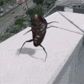 Cucaracha Dancing Cockroach GIF