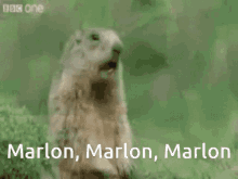 Tp Marlon GIF - Tp Marlon GIFs