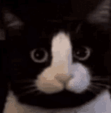 Penis Cat GIF