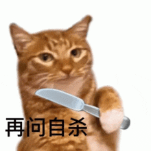 a cat is holding a knife in its paw and looking at the camera .