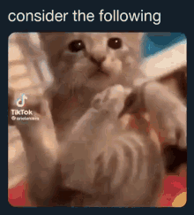 Meme Cat GIF - Meme Cat Consider The Following GIFs
