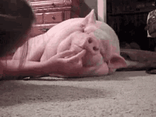 pig pet cute lazy laying around