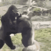 Gorilla Fight GIF - Gorilla Fight Play Fight GIFs