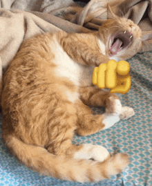 Cat Finger Pointing GIF - Cat Finger Pointing Funny GIFs