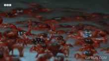 a crab is swimming in the water with the bbc logo on the bottom